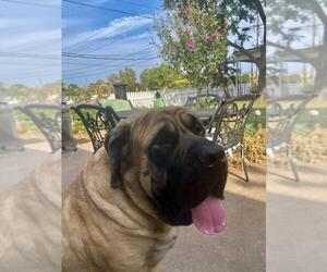 Mastiff Dogs for adoption in Edmond, OK, USA