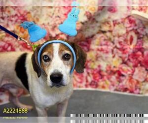 Beagle-Treeing Walker Coonhound Mix Dogs for adoption in West Palm Beach, FL, USA