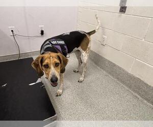 English Coonhound-Unknown Mix Dogs for adoption in Fort Collins, CO, USA