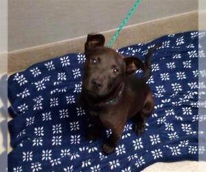 Labrador Retriever-Unknown Mix Dogs for adoption in Las Vegas, NV, USA