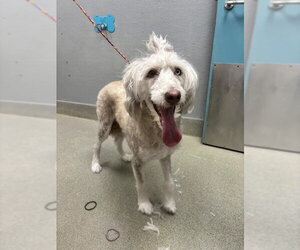 Poodle (Standard)-Unknown Mix Dogs for adoption in Las Vegas, NV, USA