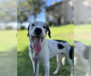 Mutt Dogs for adoption in Chandler, AZ, USA