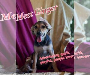 Labrador Retriever-Unknown Mix Dogs for adoption in Sanford, FL, USA