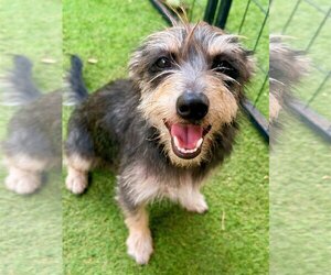 Small Miniature Schnauzer Mix