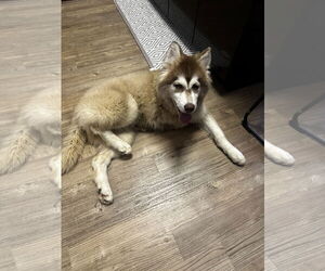 Siberian Husky-Unknown Mix Dogs for adoption in Newport Beach, CA, USA