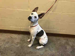 Australian Cattle Dog Dogs for adoption in Texas City, TX, USA