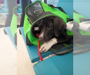 Labrador Retriever-Unknown Mix Dogs for adoption in Jenkintown, PA, USA