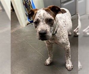 Mutt Dogs for adoption in Santa Cruz, CA, USA