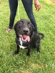 Labrador Retriever Dogs for adoption in Lewisburg, WV, USA