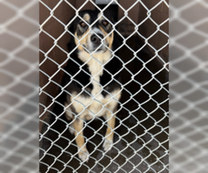 Mutt Dogs for adoption in Las Vegas, NM, USA