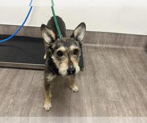 Mutt Dogs for adoption in Pasadena, CA, USA