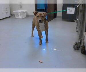 American Pit Bull Terrier-Unknown Mix Dogs for adoption in Fayetteville, NC, USA