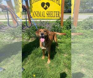 Mutt Dogs for adoption in Bridgewater, NJ, USA