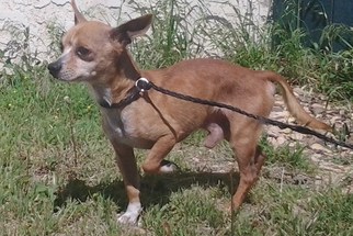Chihuahua-Unknown Mix Dogs for adoption in Evergreen, CO, USA