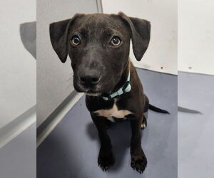 Labrador Retriever-Unknown Mix Dogs for adoption in Walnutport, PA, USA