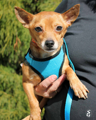 Chihuahua Dogs for adoption in Paris, ME, USA
