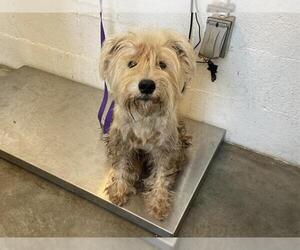 Mutt Dogs for adoption in Corona, CA, USA