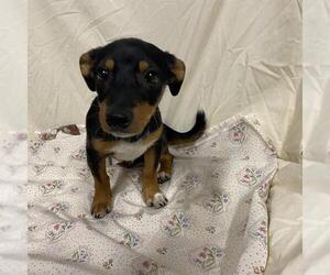 Chiweenie Dogs for adoption in Modesto, CA, USA