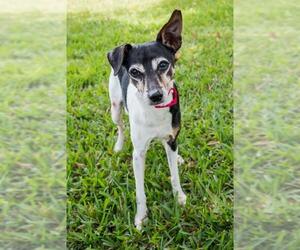 Rat Terrier-Unknown Mix Dogs for adoption in Miami, FL, USA