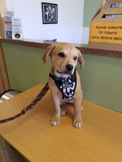 Medium Photo #1 Labrador Retriever-Unknown Mix Puppy For Sale in Newcastle, OK, USA
