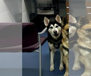 German Shepherd Dog-Siberian Husky Mix Dogs for adoption in Fort Collins, CO, USA