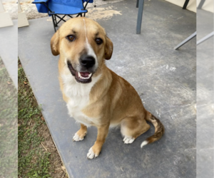 Carolina Dog-Labrador Retriever Mix Dogs for adoption in Boerne, TX, USA
