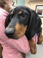 Black and Tan Coonhound Dogs for adoption in Millville, UT, USA