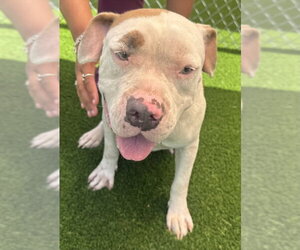 Mutt Dogs for adoption in Texas City, TX, USA