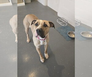 American Staffordshire Terrier-Unknown Mix Dogs for adoption in Bardstown, KY, USA