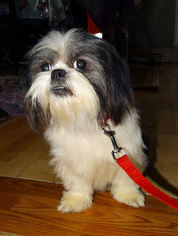Shih Tzu Dogs for adoption in Tacoma, WA, USA