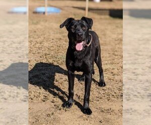 Mastador Dogs for adoption in Sacramento, CA, USA