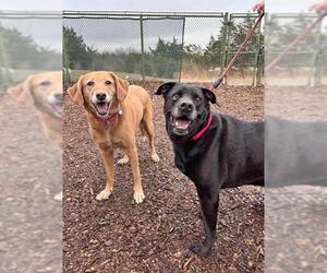 Labrador Retriever-Unknown Mix Dogs for adoption in Waterford, VA, USA