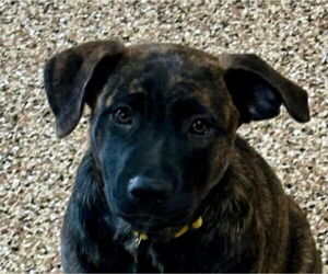 German Shepherd Dog-Unknown Mix Dogs for adoption in Canton, CT, USA