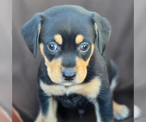 Chihuahua-Unknown Mix Dogs for adoption in San Diego, CA, USA