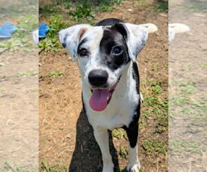 Mutt Dogs for adoption in Calhoun, GA, USA