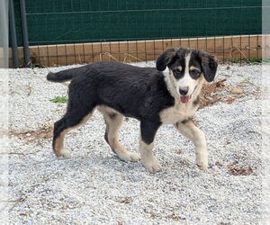Australian Shepherd Dogs for adoption in Brewster, NY, USA