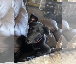 Border-Aussie Dogs for adoption in Milner, GA, USA