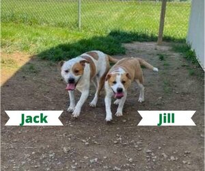 Bull-Boxer Dogs for adoption in Westwood, NJ, USA