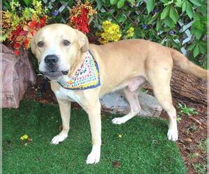 Mastiff-Unknown Mix Dogs for adoption in Oklahoma City, OK, USA