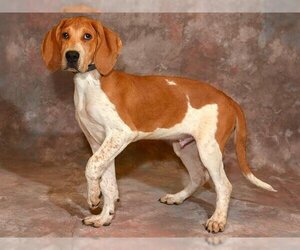 English Coonhound Dogs for adoption in West Valley, UT, USA