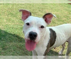 American Pit Bull Terrier Dogs for adoption in Temple, TX, USA