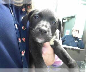 American Pit Bull Terrier Dogs for adoption in Tulsa, OK, USA