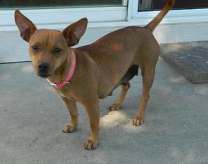 Chihuahua Dogs for adoption in Plainfield, IL, USA