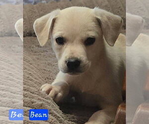 Cheagle Dogs for adoption in Alexander, AR, USA