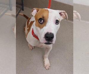 American Staffordshire Terrier Dogs for adoption in Fort Lauderdale, FL, USA