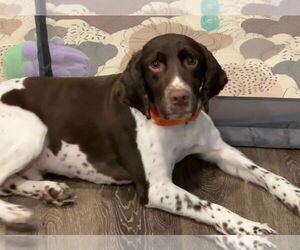 English Springer Spaniel-Unknown Mix Dogs for adoption in Cliffwood, NJ, USA
