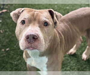 American Staffordshire Terrier-Unknown Mix Dogs for adoption in Tavares, FL, USA