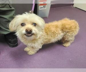 Mutt Dogs for adoption in Long Beach, CA, USA