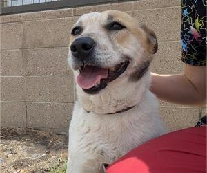 Mutt Dogs for adoption in Denver, CO, USA