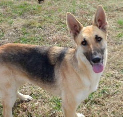 German Shepherd Dog Dogs for adoption in Brownsboro, AL, USA